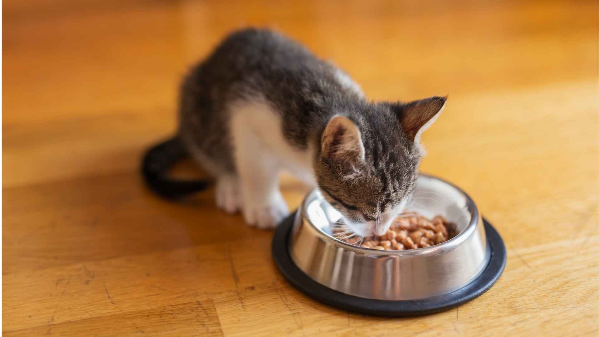 Gatito alimentandose